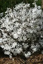 Sternmagnolie1_klein.webp