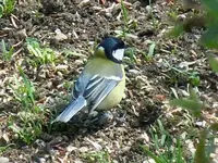 113.webp