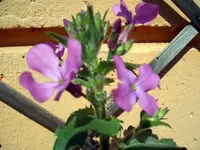 CIMG6357.webp