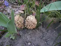 was für Pilze 001.webp