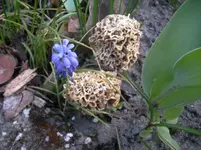 was für Pilze 002.webp