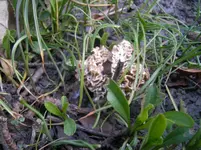 was für Pilze 003.webp