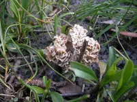 was für Pilze 004.webp