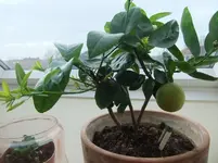 DSCF2600.webp