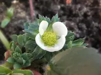 DSCF2605.webp