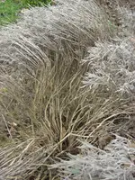 CIMG4588.webp