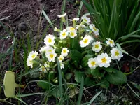 SDC13305.webp