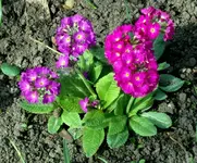 SDC13311-1.webp