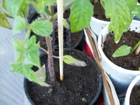 100_2922.webp