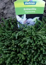 DSCF8046.webp
