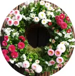 Blütenkranz.webp