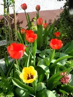 001.webp