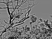 Kormorane v.webp