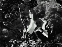 Kormorane v (1).webp