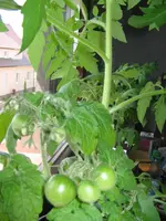 IMG_0483.webp