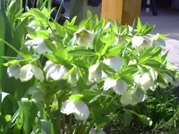 PICT0035.webp