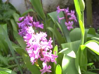PICT0038.webp