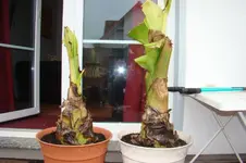DSC02262.webp