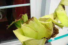 DSC02266.webp