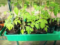Tomatenpflanzen 002.webp