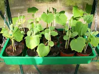 Tomatenpflanzen 003.webp