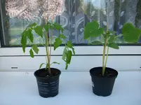Tomatenpflanzen 001.webp