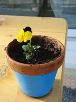 Hornveilchen Toechti.webp