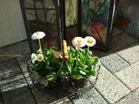 Fruehlingsblumen.webp