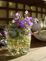 Fruehlingsblumen toechti.webp
