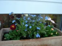 fruehlingsblumen II.webp