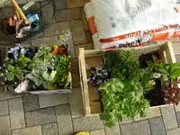 bamberger ausbeute.webp