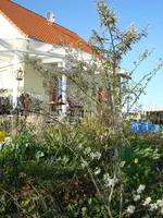 felsenbirne.webp