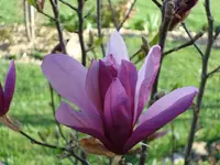 magnolie.webp