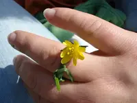 blumenring.webp