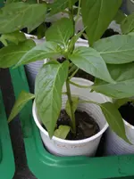 IMGP1553rs.webp