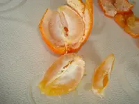 april 2011 pflanzen 012.webp