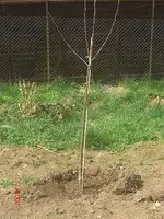 apfelbaum-fischer.webp