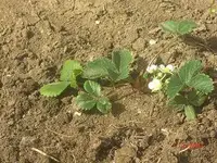 erdbeeren.webp
