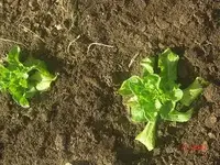kopfsalat.webp