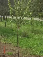 mirabelle.webp
