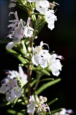 IMG_0063.webp