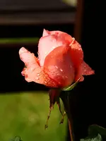 20100620_0788.webp