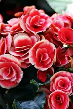 IMG_0109.webp