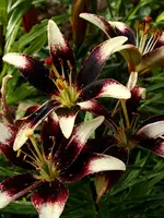 20100620_0777.webp