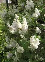 IMG_1672.webp