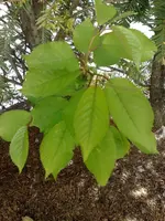 110420111483.webp