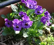 Schw1a.webp