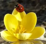Blumen-Käfer  2.webp