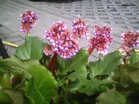 Bergenie.11.04.2011.webp