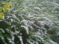 Brautspiere.11.04.2011.webp
